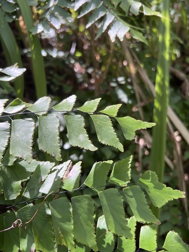 Adiantum trapeziforme observed 2023-10-01