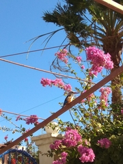 Halcyon leucocephala acteon