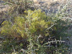 Gutierrezia microcephala