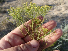 Gutierrezia microcephala