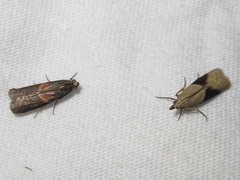 Ptyomaxia trigonogramma