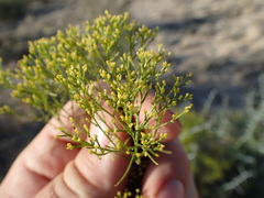 Gutierrezia microcephala