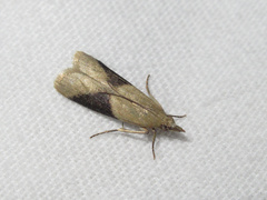 Ptyomaxia trigonogramma