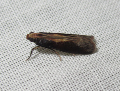 Ptyomaxia trigonogramma