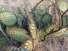 Opuntia strigil