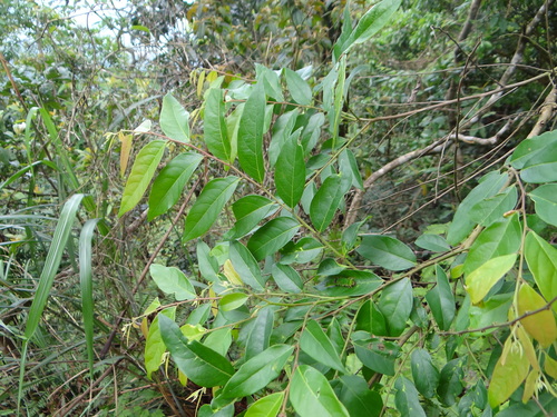 Image of Glochidion Acuminatum (Glochidion acuminatum) by (c) 呂一起(Lu i-chi), some rights reserved (CC BY)