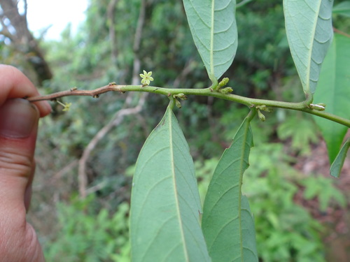 Image of Glochidion Acuminatum (Glochidion acuminatum) by (c) 呂一起(Lu i-chi), some rights reserved (CC BY)