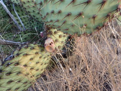 Opuntia strigil