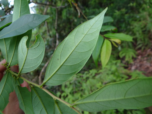 Image of Glochidion Acuminatum (Glochidion acuminatum) by (c) 呂一起(Lu i-chi), some rights reserved (CC BY)