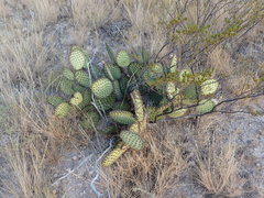 Opuntia strigil