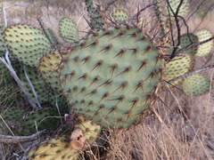 Opuntia strigil