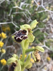 Ophrys umbilicata