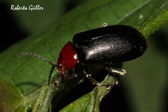 Cacoscelis nigripennis
