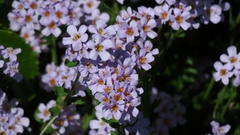 Chaenostoma campanulatum