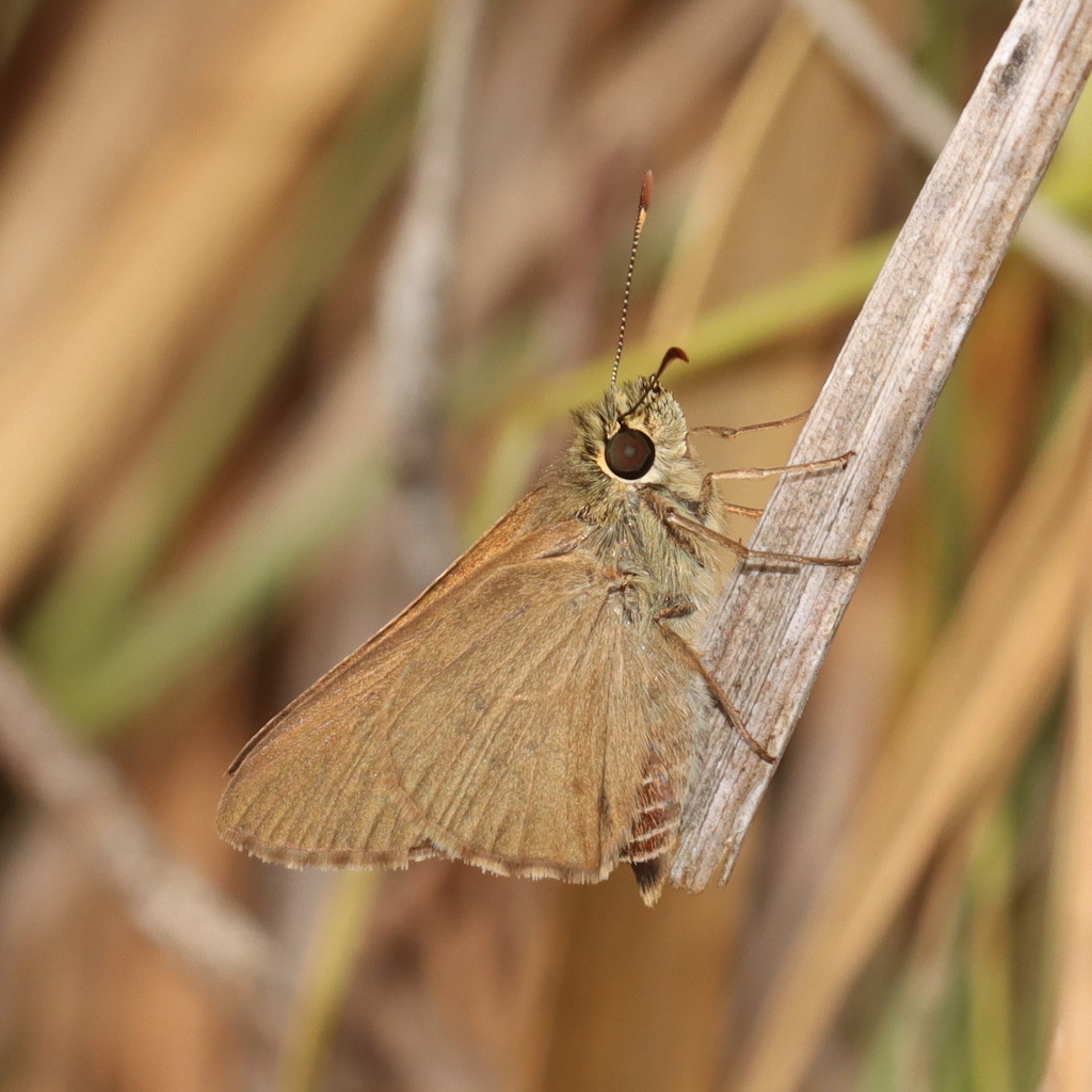 Swift Sedge-skipper