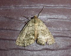 Pseudocoremia indistincta