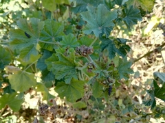 Coccinella septempunctata