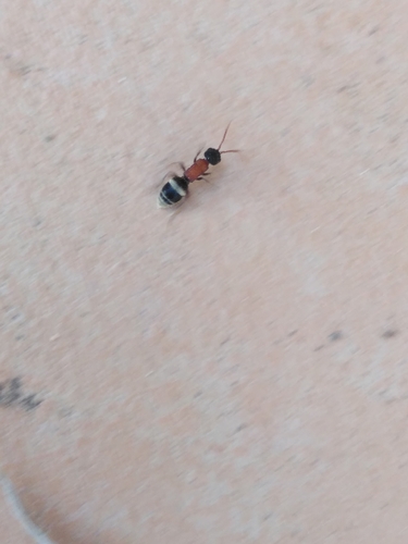 Krombeinella aterrima