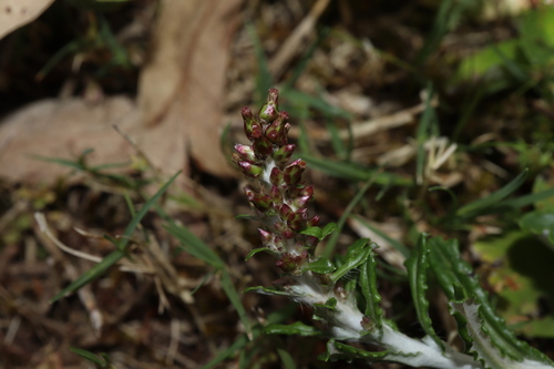 Image of Gamochaeta impatiens by (c) Thomas Mesaglio, some rights reserved (CC BY)