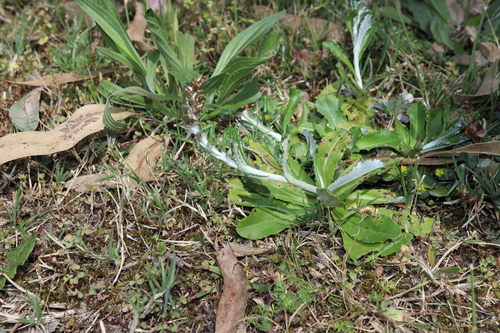 Image of Gamochaeta impatiens by (c) Thomas Mesaglio, some rights reserved (CC BY)