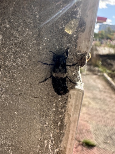 hairy rove beetle