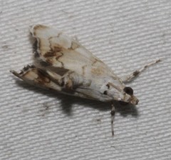 Eudaimonisma batchelorella