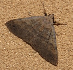 Ophyx ochroptera