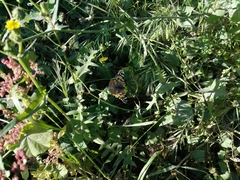Vanessa cardui