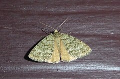 Pseudocoremia indistincta