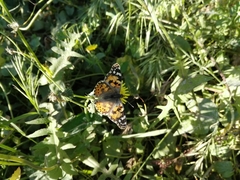 Vanessa cardui
