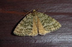 Pseudocoremia indistincta