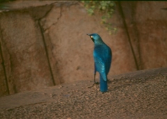 Lamprotornis chalybaeus