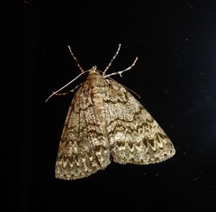 Pseudocoremia indistincta