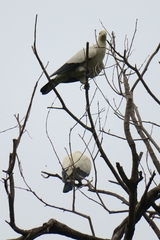Ducula bicolor