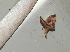 Endotricha theonalis