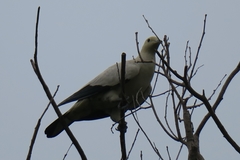 Ducula bicolor