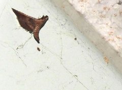 Endotricha theonalis