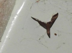 Endotricha theonalis