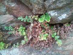 Asplenium subglandulosum