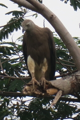 Haliaeetus ichthyaetus