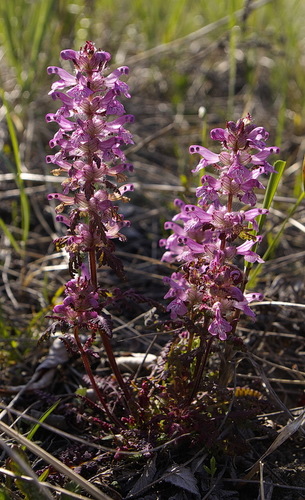 Pedicularis verticillata iNat (3)