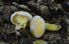 Cantharellus pallens