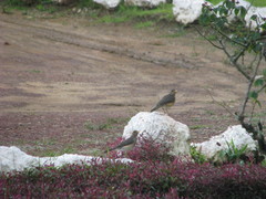 Turdus pelios