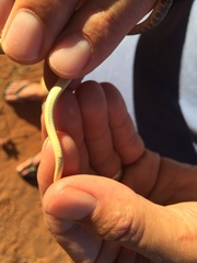 Psammophis brevirostris