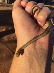 Psammophis brevirostris