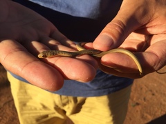 Psammophis brevirostris