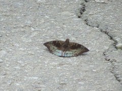 Euthalia monina monina