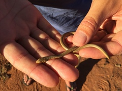 Psammophis brevirostris