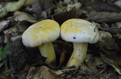 Cantharellus pallens