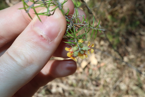 Image of Dillwynia sieberi by (c) Thomas Mesaglio, some rights reserved (CC BY)